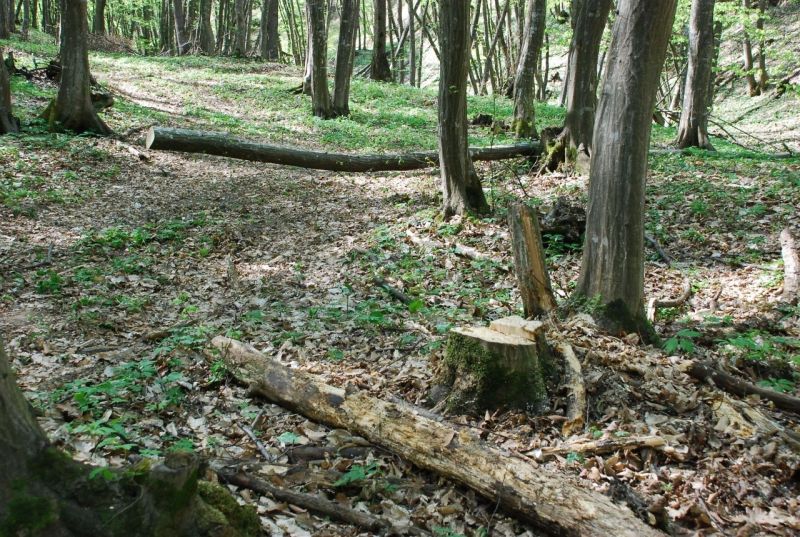 Bătrână cercetată pentru furt de material lemnos