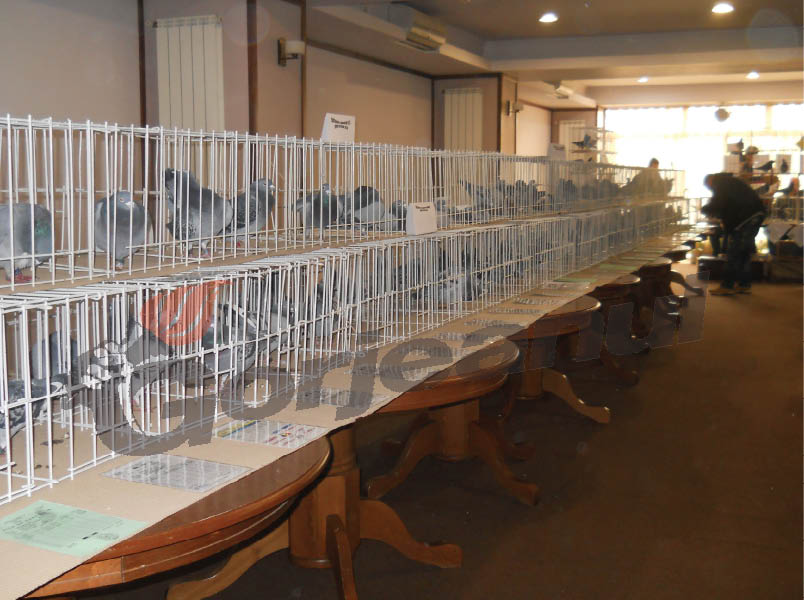 Târgu-Jiu, gazda celei de-a XI-a ediţii a expoziţiei columbofile „Zona Oltenia”