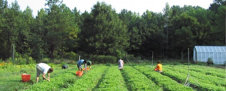 Până pe 28 noiembrie, APIA Gorj primeşte cereri pentru sprijinul în agricultura ecologică
