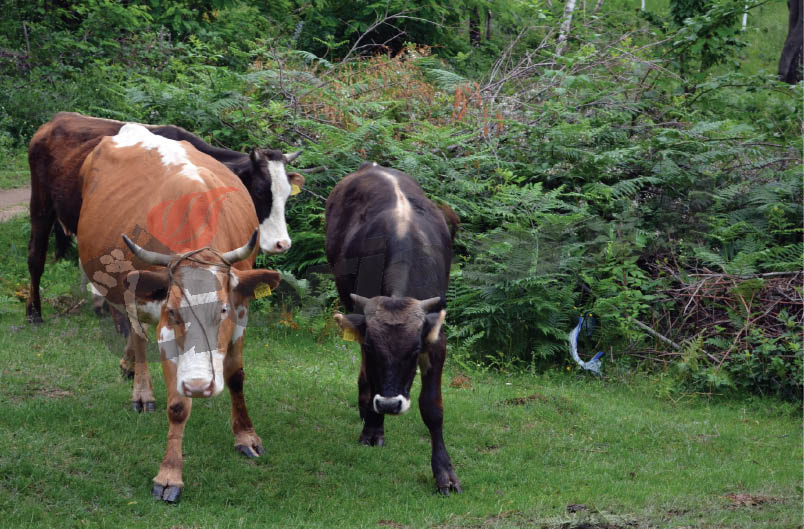Continuă monitorizările pentru Boala limbii albastre