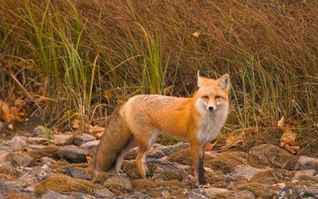 Momeli la vizuină pentru 900 de vulpi