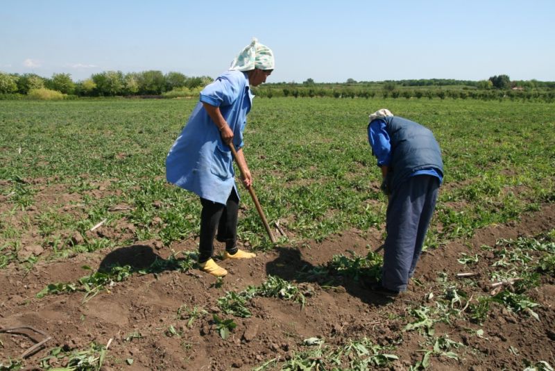 15 decembrie, termen pentru agricultorii gorjeni