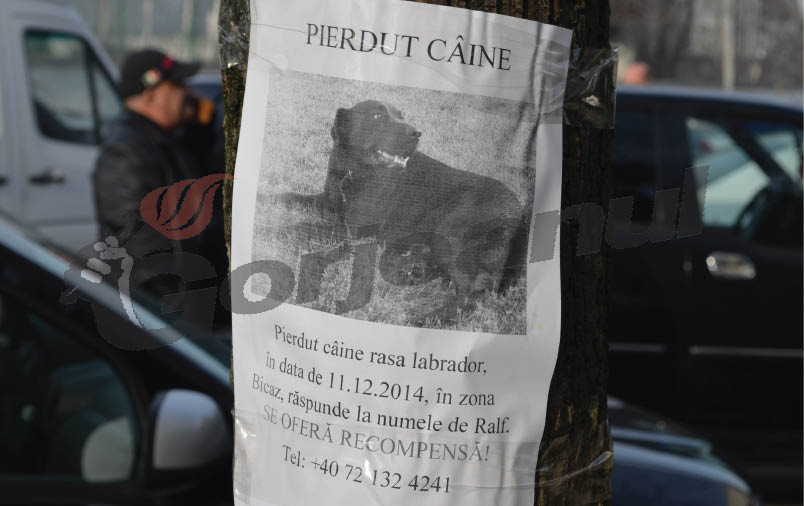 Gura târgului – Făget oferă recompensă pentru Ralf