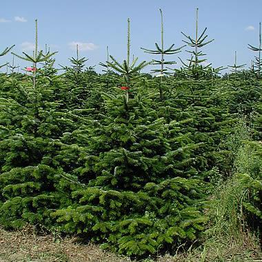 Zeci de pomi de Crăciun, confiscaţi de poliţişti