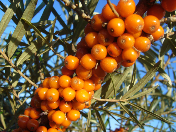 Idei de afaceri – Cultivarea cătinei în sistem extensiv