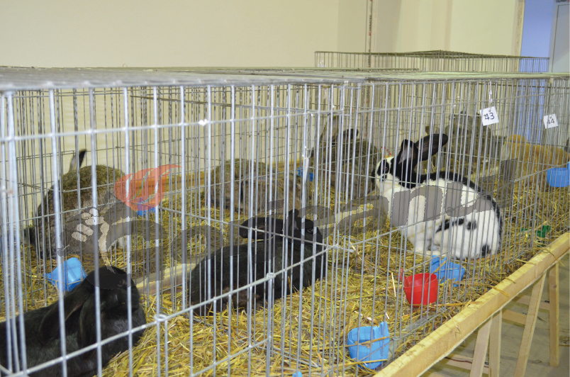 300 de păsări şi iepuri de rasă, expuse la Târgu-Jiu