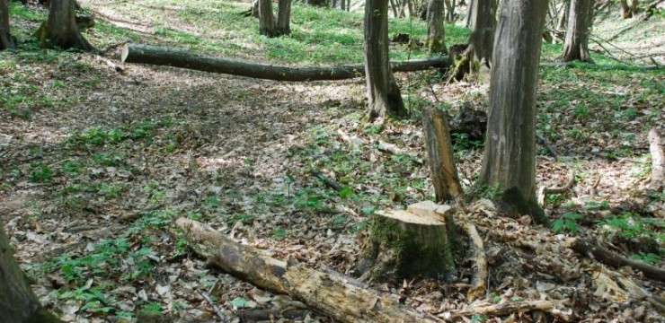 Localnic din Negomir, cercetat penal pentru furt de lemne