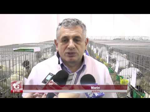 PĂSĂRI ȘI IEPURI DE RASĂ, ETALAȚI LA TÂRGU-JIU