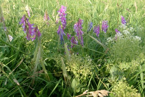 Idei de afaceri. Plante medicinale şi aromatice cultivate în sistem ecologic