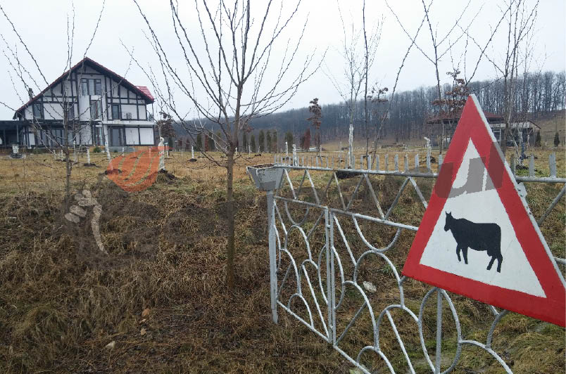 Judecătorul Greblă, căutat la struţi
