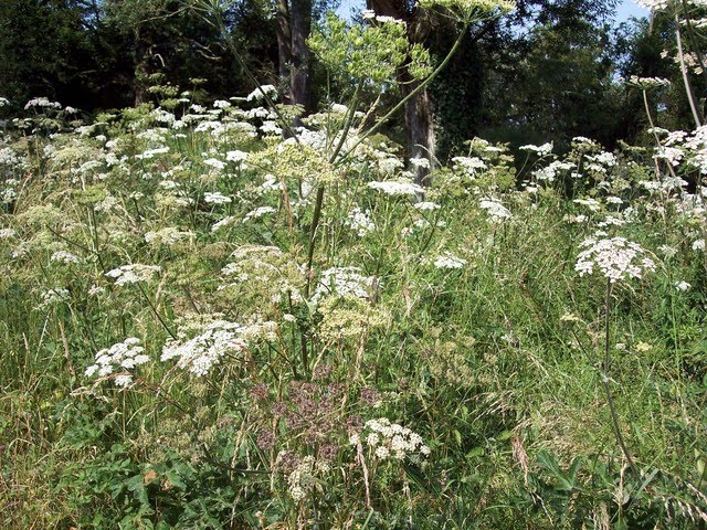 Plante medicinale din Farmacia Domnului – Brânca ursului tratează infertilitatea, fiind şi afrodiziac eficient (I)