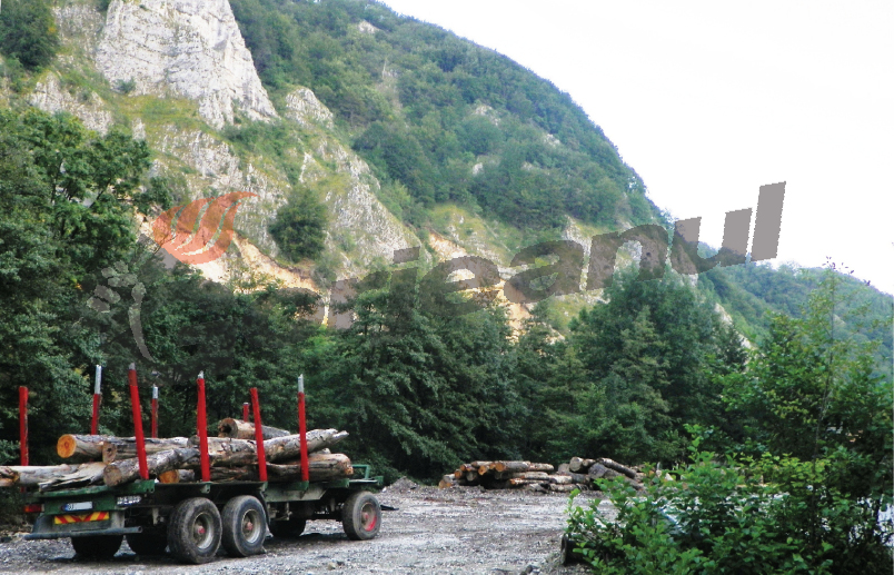 Delicte silvice sancţionate de poliţişti