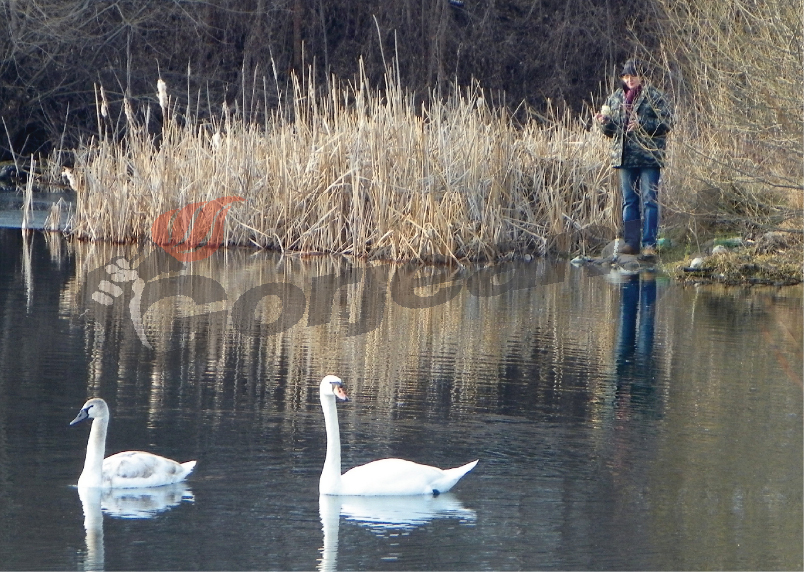 În aceste zile de iarnă – Lebedele au poposit la Sâmbotin