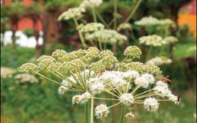 Plante medicinale din Farmacia Domnului – Brânca ursului tratează infertilitatea, fiind şi afrodiziac eficient (II)