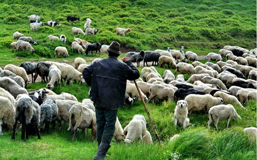 Trei comune din Gorj se războiesc pe păşunat cu Mălaia
