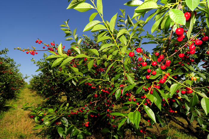 Idei de afaceri / Livada de vişini