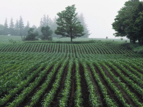 O singură cerere pentru înscrierea în agricultura ecologică