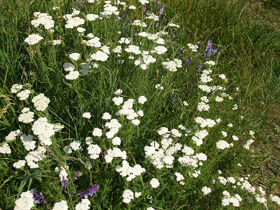 Plante medicinale din Farmacia Domnului – Coada Şoricelului
