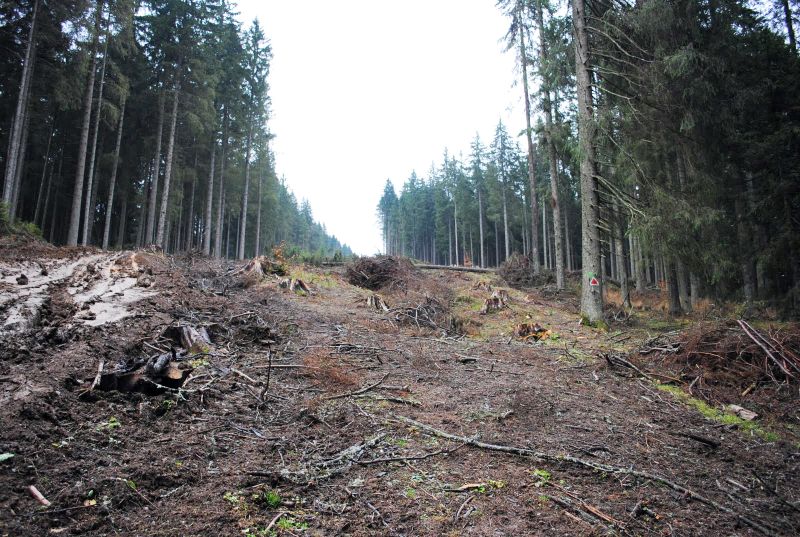 Judecați pentru defrișare ilegală