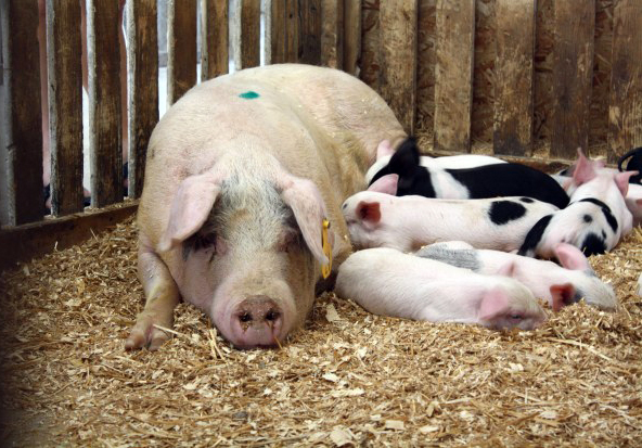 Termen pentru cererile pe Măsura 215 – porcine