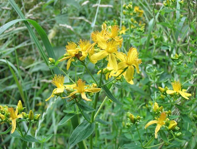 Plante medicinale din Farmacia Domnului – SUNĂTOAREA (Pojarniţa)