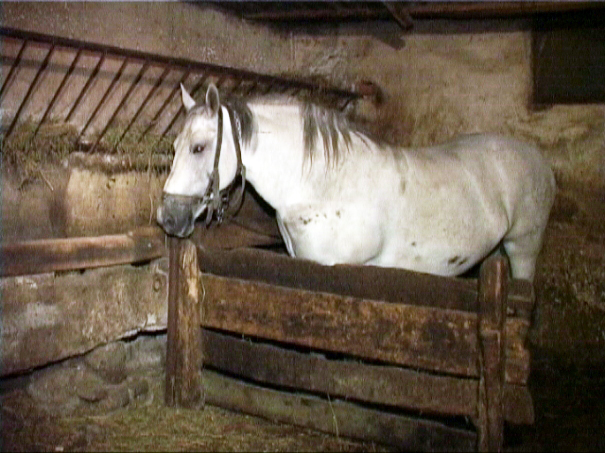 Caz de anemie infecţioasă ecvină, confirmat la Turcineşti