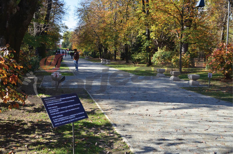 Dispar ciorile din Parcul Central Târgu-Jiu