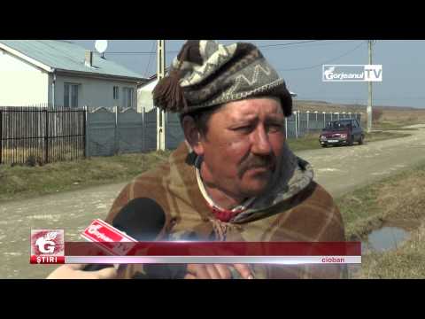 MIEII DIN GORJ, GATA DE TĂIAT