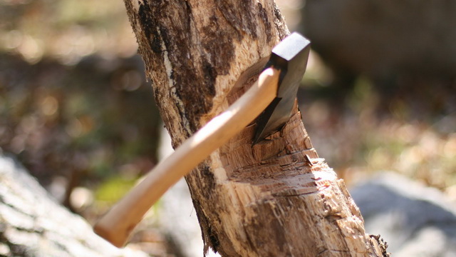 Cercetaţi pentru tăiere ilegală de arbori şi furt lemons