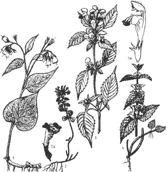 Plante medicinale din Farmacia Domnului – Izma de câmp