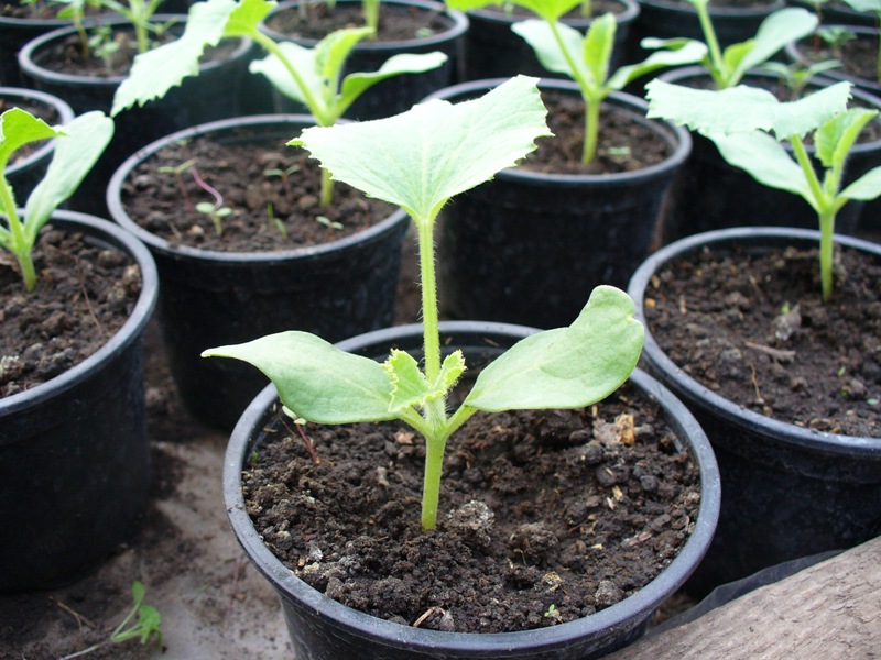 Primăvara Oraşului ia startul la Târgu-Jiu