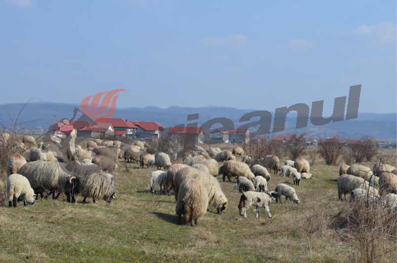 Mieii din Gorj, numai buni de tăiat