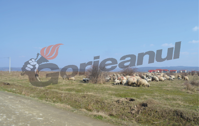 Licitaţie cu cântec! Concesionarea islazurilor din Bengeşti-Ciocadia, stopată pentru târgul de Florii