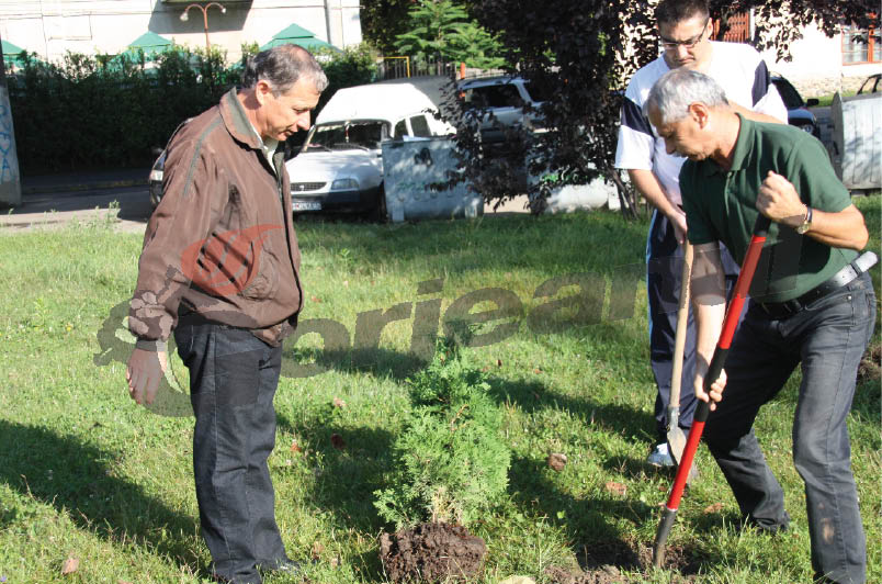 Puieţi de castan, plantaţi pe 25 de hectare de teren