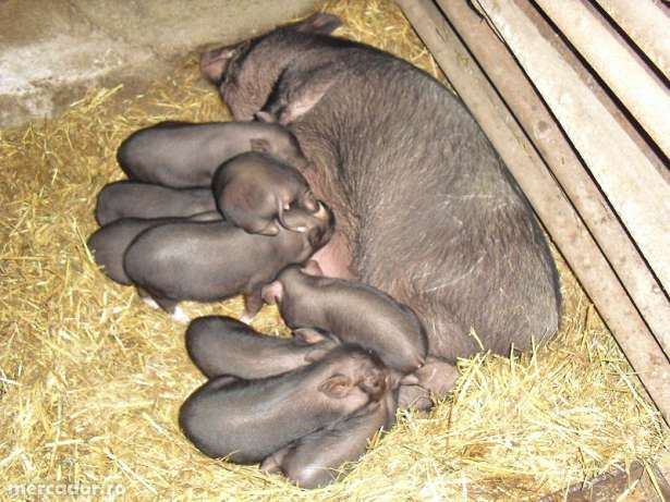 Idei de afaceri- Creşterea porcilor vietnamezi