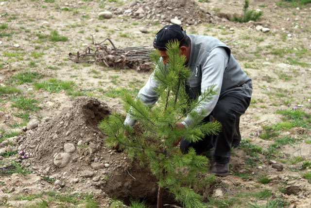 Primăria Târgu-Jiu stinge lumina şi plantează arbori