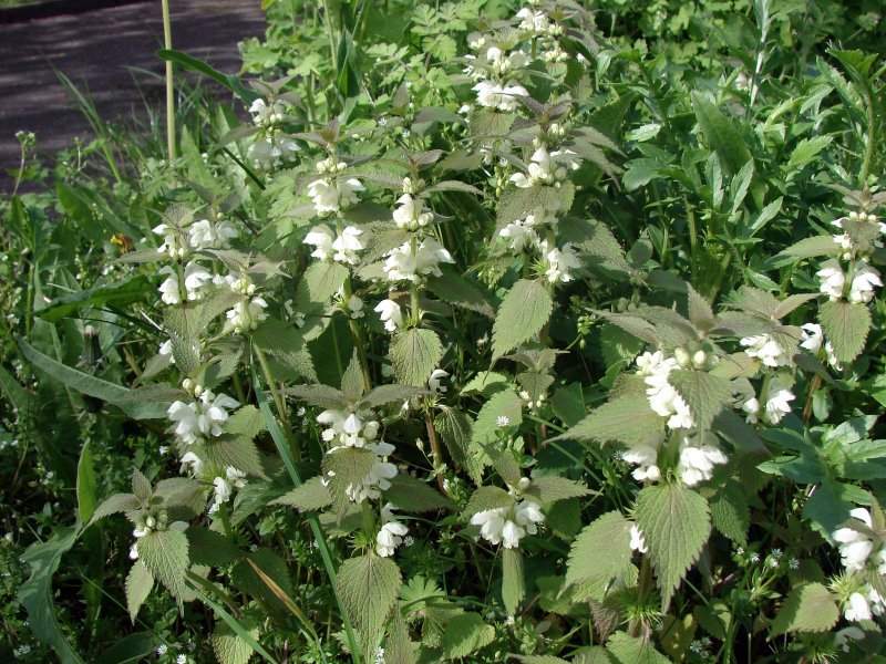 Plante medicinale din Farmacia Domnului – Urzica şi urzica moartă albă (II)