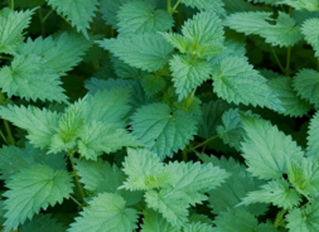 Plante medicinale din Farmacia Domnului – Urzica şi urzica moartă albă(I)