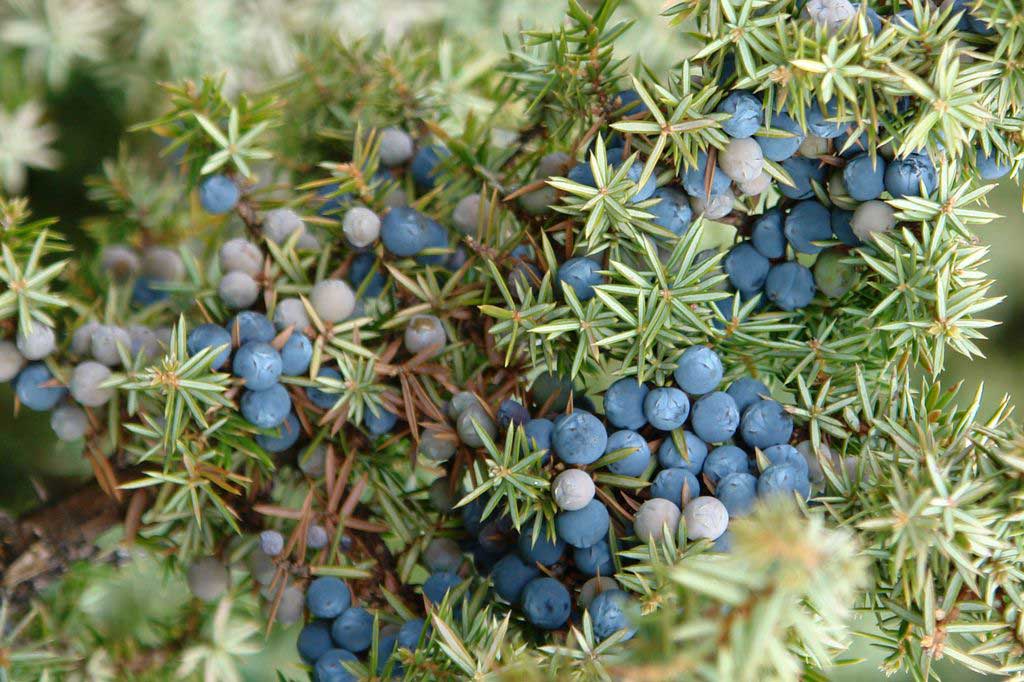 Plante medicinale din Farmacia Domnului – IENUPĂRUL(Juniperus communis)