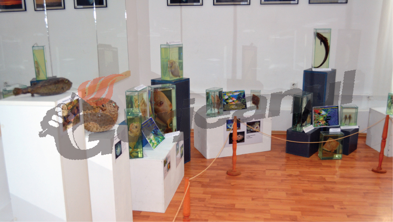 Alba-neagra cu exponatul Muzeului Craiova! Căluţ de mare fosilizat, furat din expoziţia de la Muzeul Judeţean Gorj