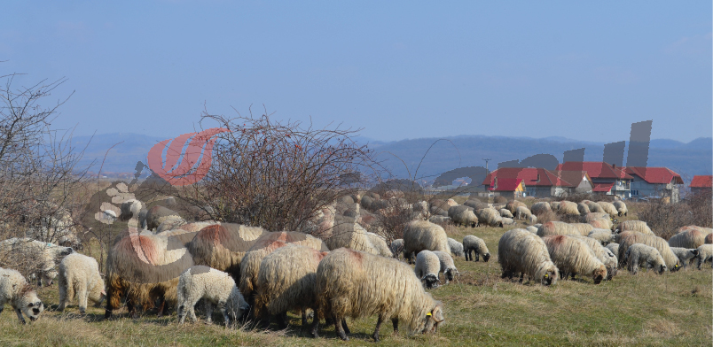 Păşunatul ovinelor, interzis până în aprilie