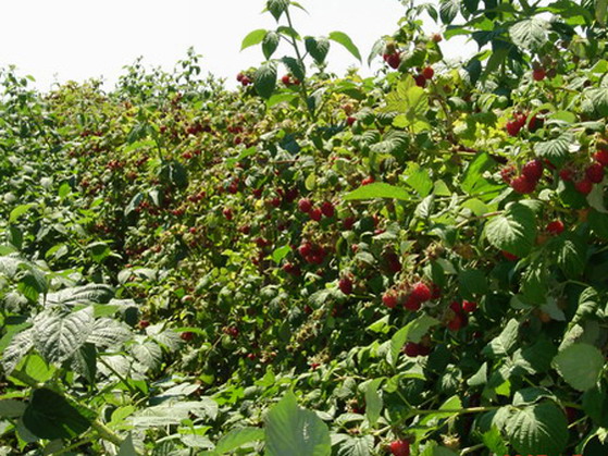 Idei de afaceri – Plantaţie de zmeur