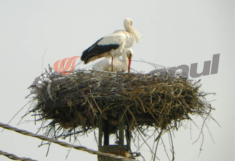 Odată cu echinocţiul de primăvară – Au sosit berzele