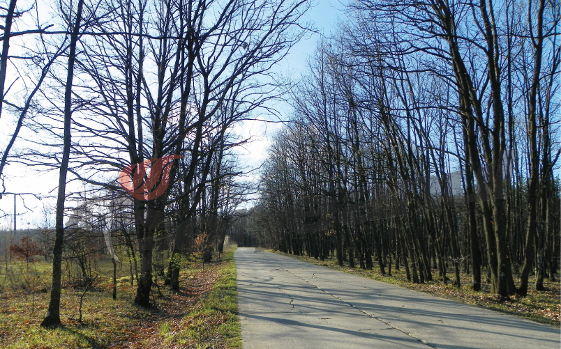 Astenii de primăvară – „La mijloc de codru des”
