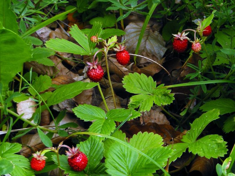 Plante medicinale din Farmacia Domnului / Fragul de pădure (Fragaria vesca)
