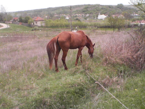 Cal furat în Băleşti, camerele video nu erau funcţionale