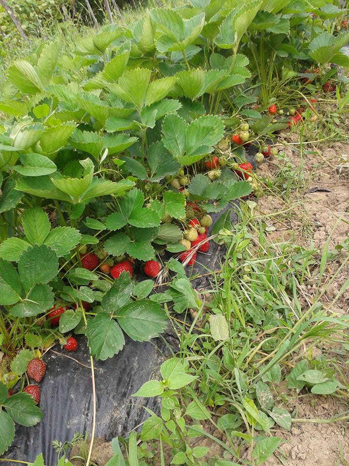 Sărbătoarea căpşunilor debutează la Polovragi