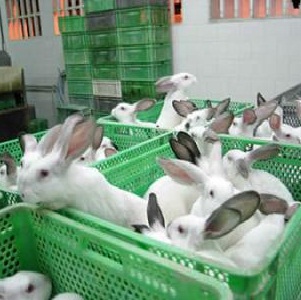 Idei de afaceri – Ferma de iepuri