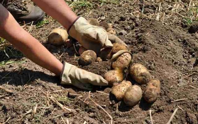 Producerea legumelor ecologice