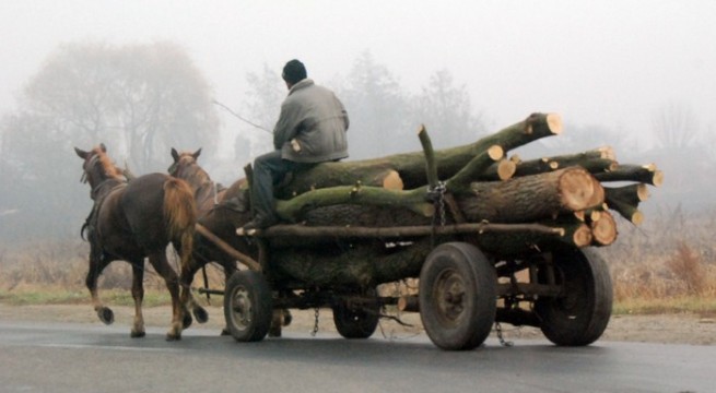 Prinşi cu lemnele furate în căruţă